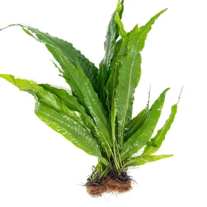 Java Fern Mat (Microsorum pteropus)