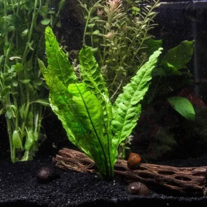 Java Fern (Microsorum pteropus)