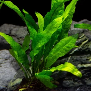 Java Fern (Microsorum pteropus) on 3+ inch Driftwood