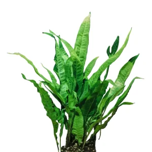 Java Fern | SD-2