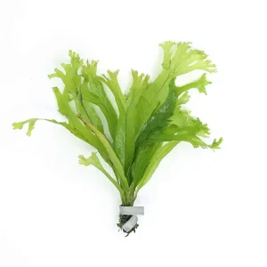 Java Fern "Thor's Hammer" (Microsorum Pteropus) Bunch