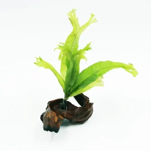 Java Fern "Thor's Hammer on 3" Driftwood (Microsorum Pteropus)