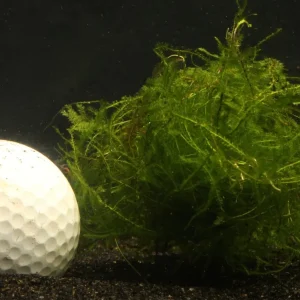 Java Moss