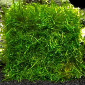 Java Moss Mat (Taxiphyllum barbieri/Vesicularia dubyana)