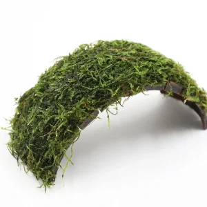 Java Moss on Coconut Bridge (Vesicularia dubyana on Coconut Bridge)
