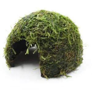 Java Moss on Coconut Half (Vesicularia dubyana on Coconut Half)