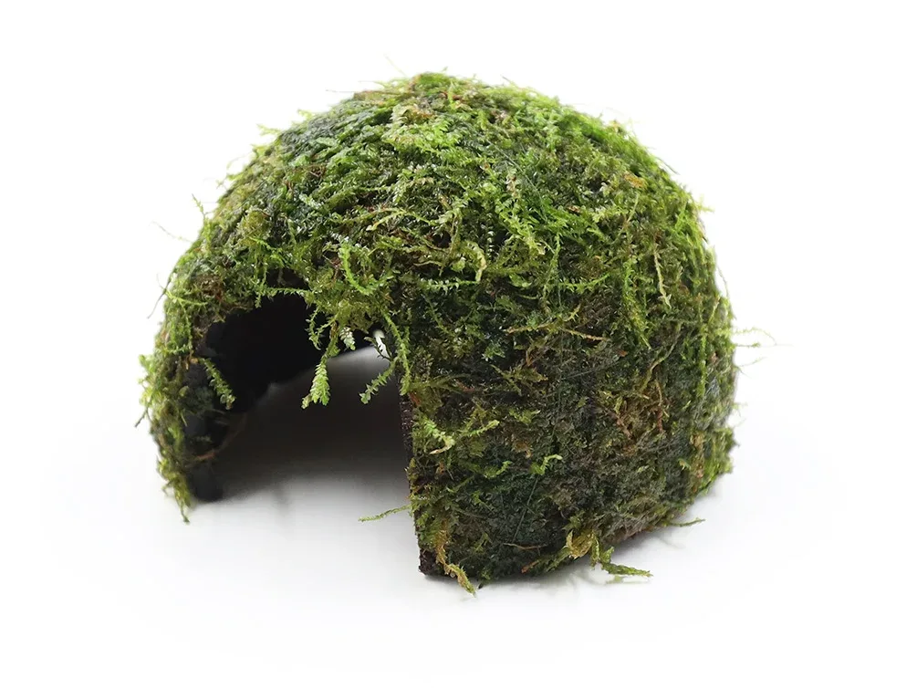 Java Moss on Coconut Half (Vesicularia dubyana on Coconut Half)