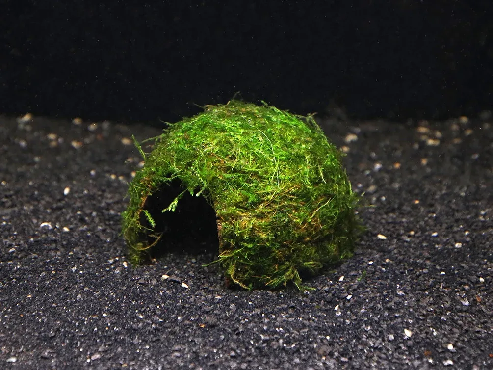 Java Moss on Coconut Half (Vesicularia dubyana on Coconut Half) - Image 2