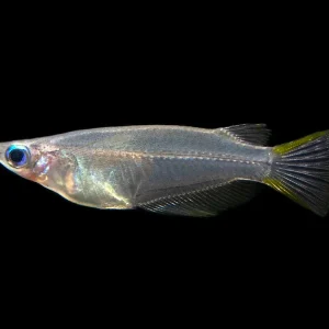 Javanese Ricefish (Oryzias javanicus) - Tank-Bred!!!