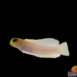 Jawfish - Pearly