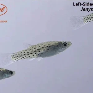 Jenynsia onca (Left-Sided Livebearer)