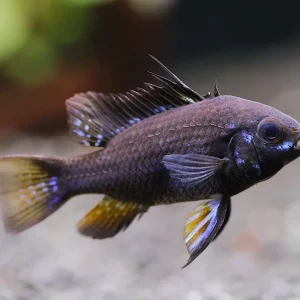 Jet Black Ram Cichlid (Mikrogeophagus ramirezi var. “Jet Black”) - Tank Bred