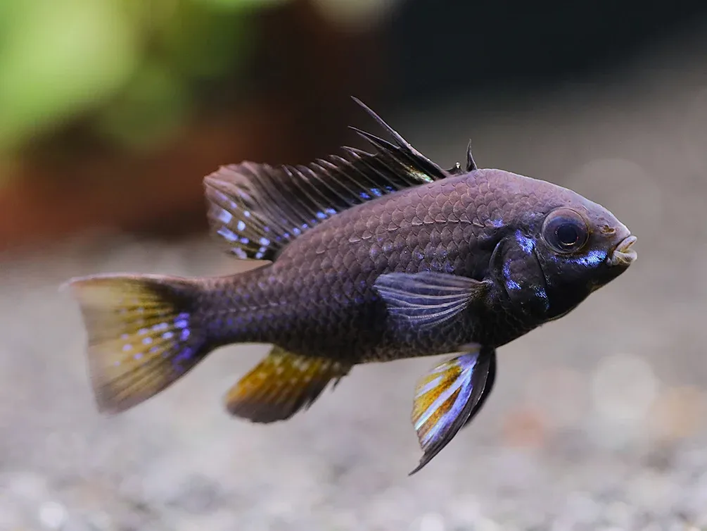 Jet Black Ram Cichlid (Mikrogeophagus ramirezi var. “Jet Black”) - Tank Bred