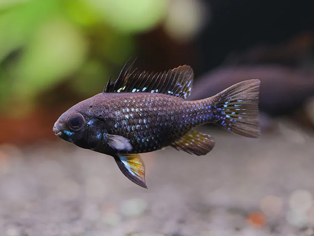 Jet Black Ram Cichlid (Mikrogeophagus ramirezi var. “Jet Black”) - Tank Bred - Image 2