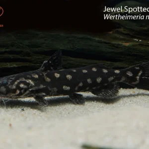 Jewel Spotted Doradid