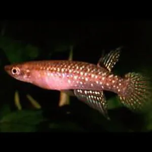 Jeweled Panchax