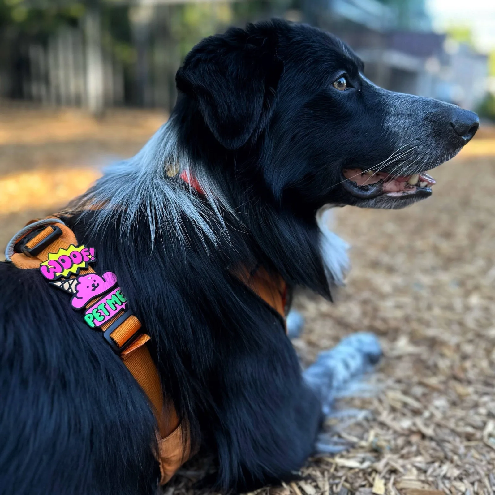 Jiby Dog Crew - Image 2