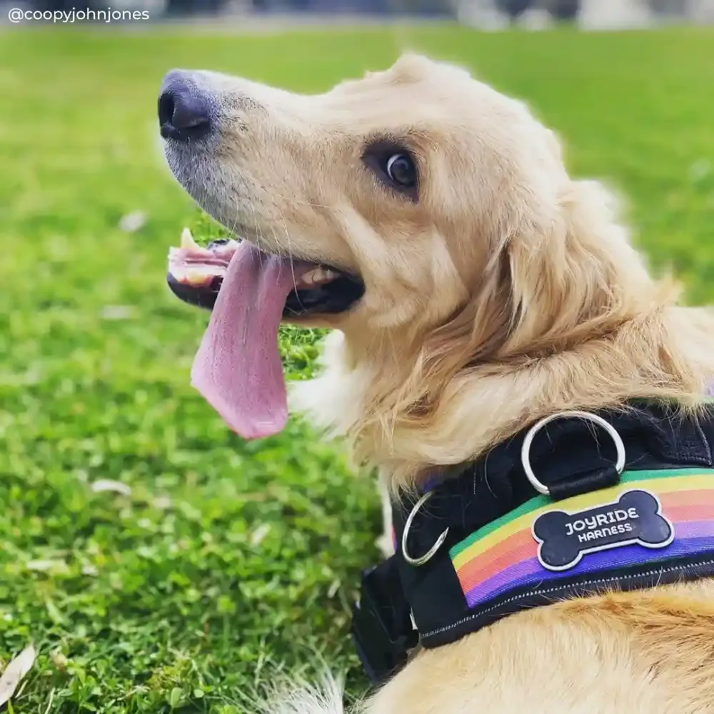 Joyride Harness - Rainbow Joyride Basic Essential Dog Harness 1.0 - Image 2