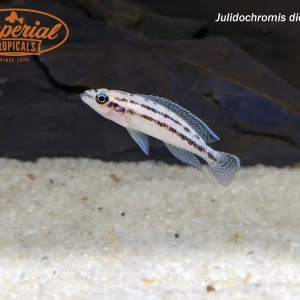 Julidochromis dickfeldi
