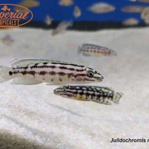 Julidochromis marlieri