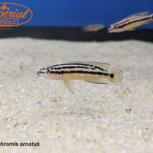 Julidochromis ornatus ”Uvira”