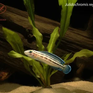 Julidochromis regani "Burundi"