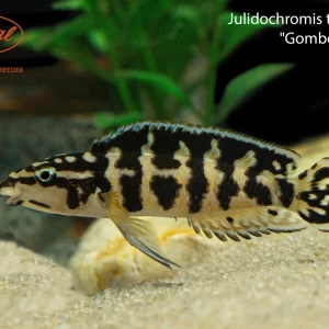 Julidochromis transcriptus "Gombe"
