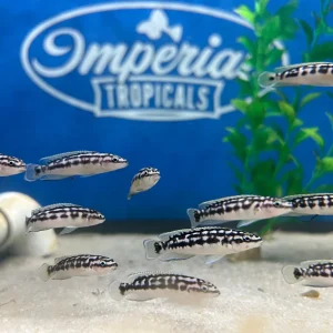 Julidochromis transcriptus "Zambia"