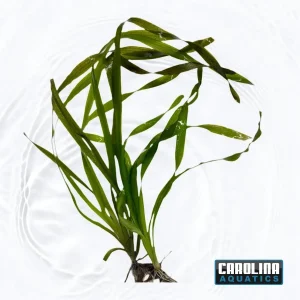 Jungle Val