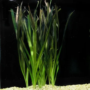 Jungle Vallisneria | SD-2