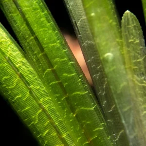 Jungle Vallisneria (Vallisneria americana), Bunch w/Lead