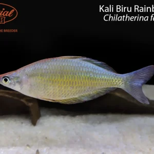 Kali Biru Rainbowfish