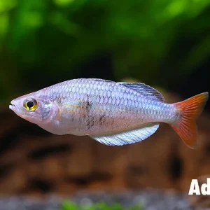 Kali Tawa Rainbowfish (Melanotaenia sp. “Kali Tawa”) – Tank-Bred