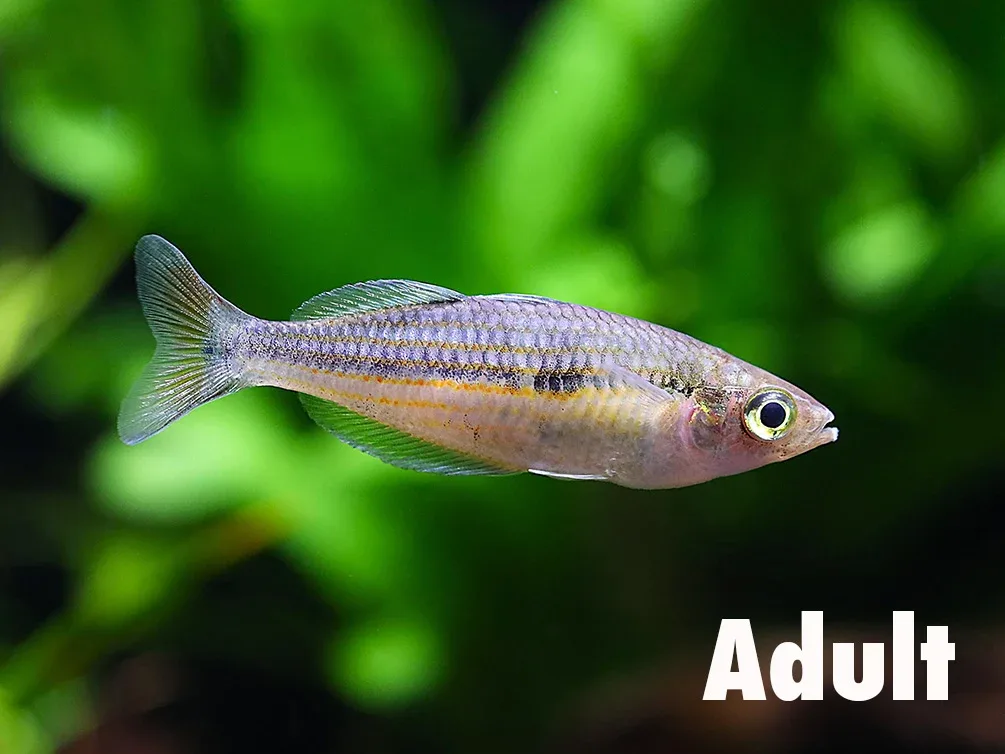 Kali Tawa Rainbowfish (Melanotaenia sp. “Kali Tawa”) – Tank-Bred - Image 2