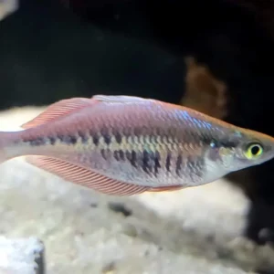 Kali Web Rainbowfish
