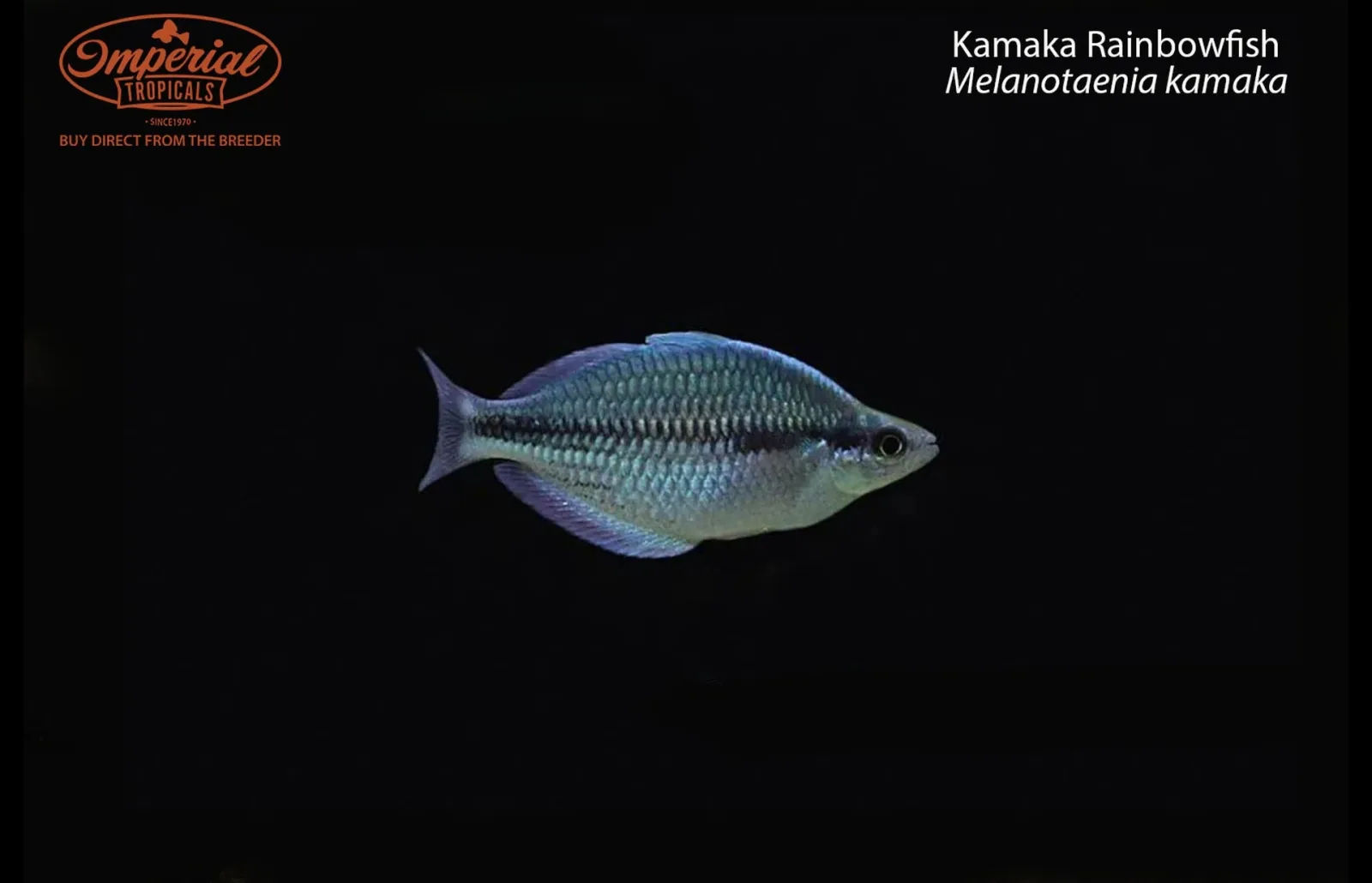 Kamaka Rainbowfish - Image 2