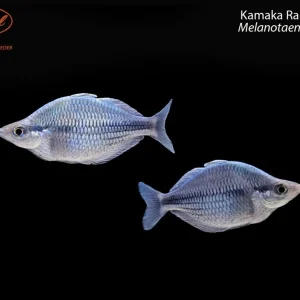 Kamaka Rainbowfish