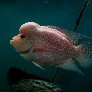 Kamfamalau Flowerhorn