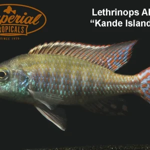 Kande Island Lethrinops