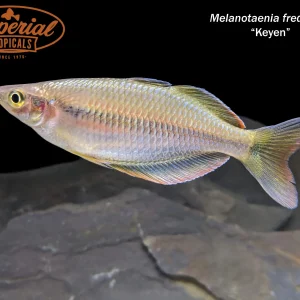Keyen Rainbowfish