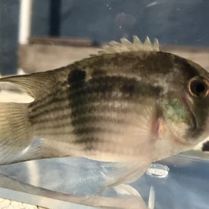 Keyhole Cichlid