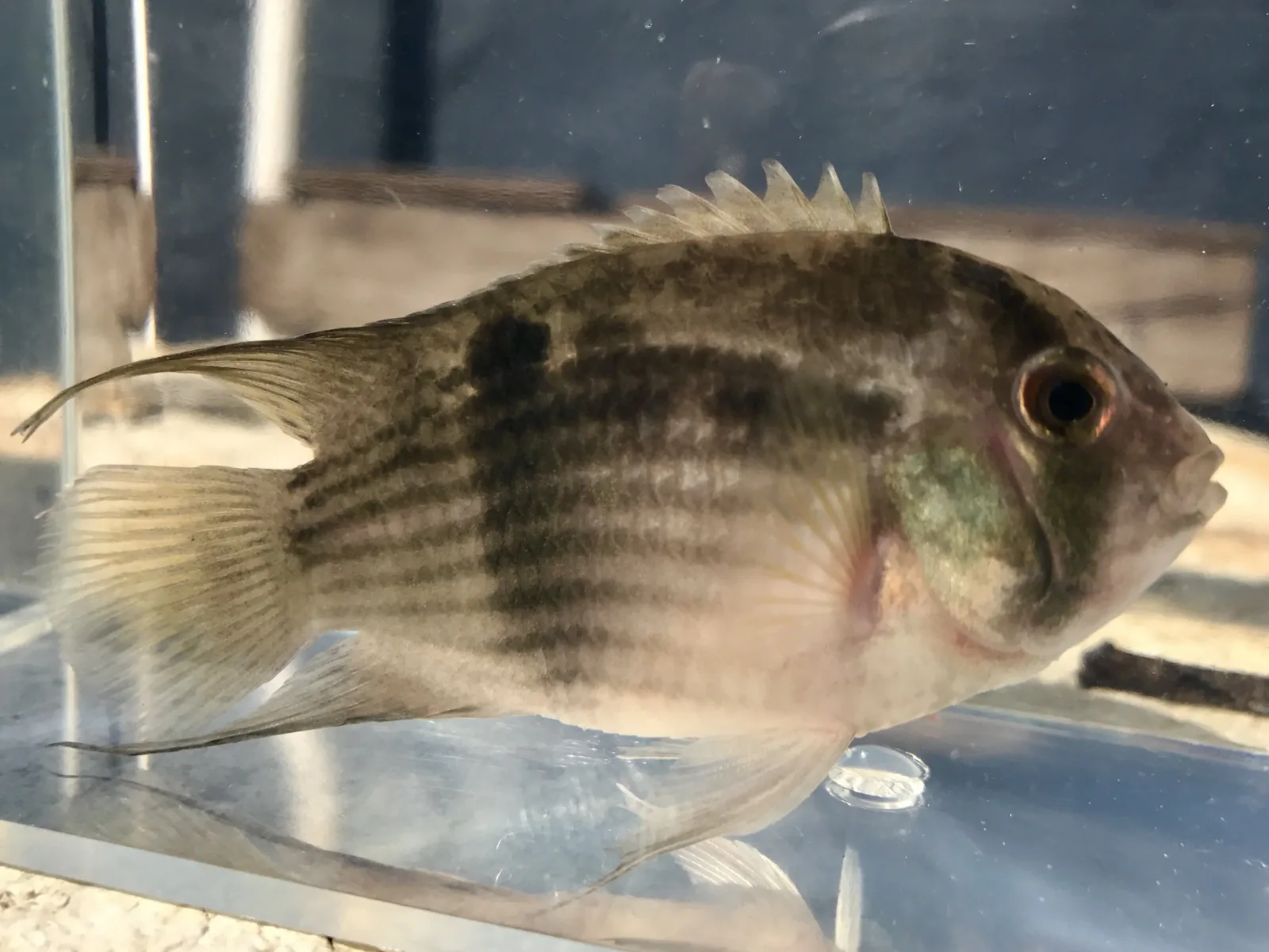 Keyhole Cichlid