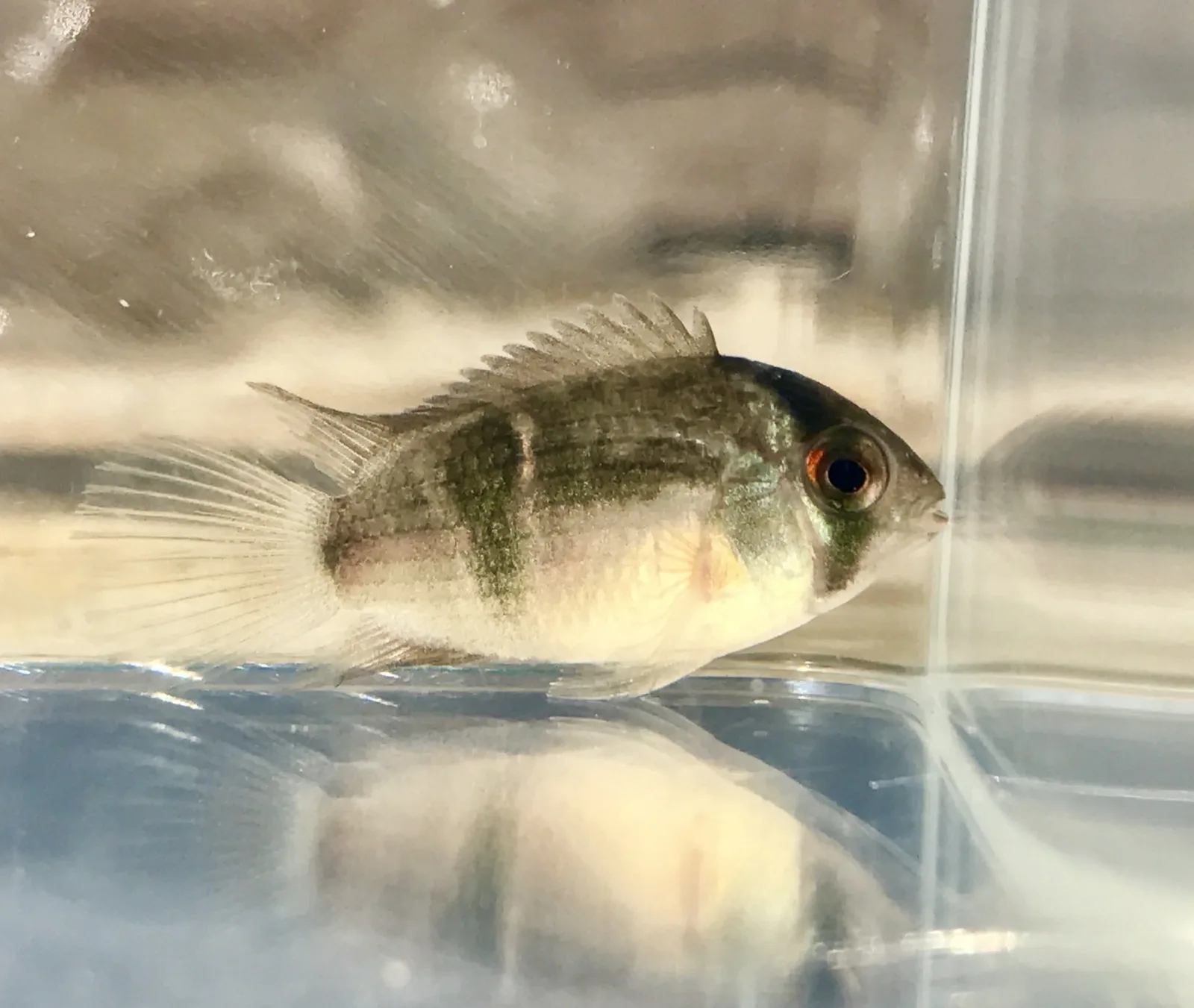 Keyhole Cichlid - Image 2