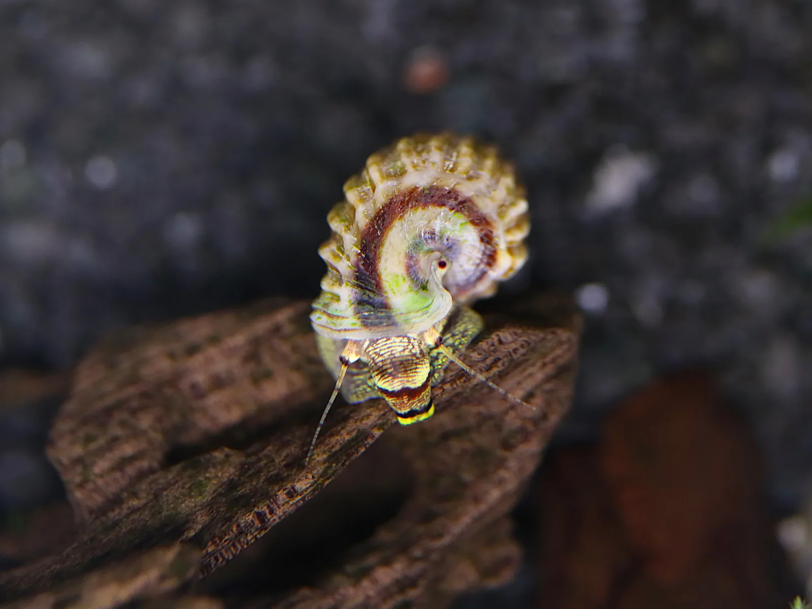 King Rabbit Snail (Cerithidea sp.) - Image 2
