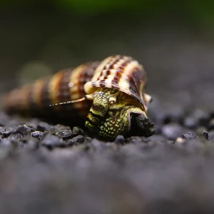 King Rabbit Snail (Cerithidea sp.)