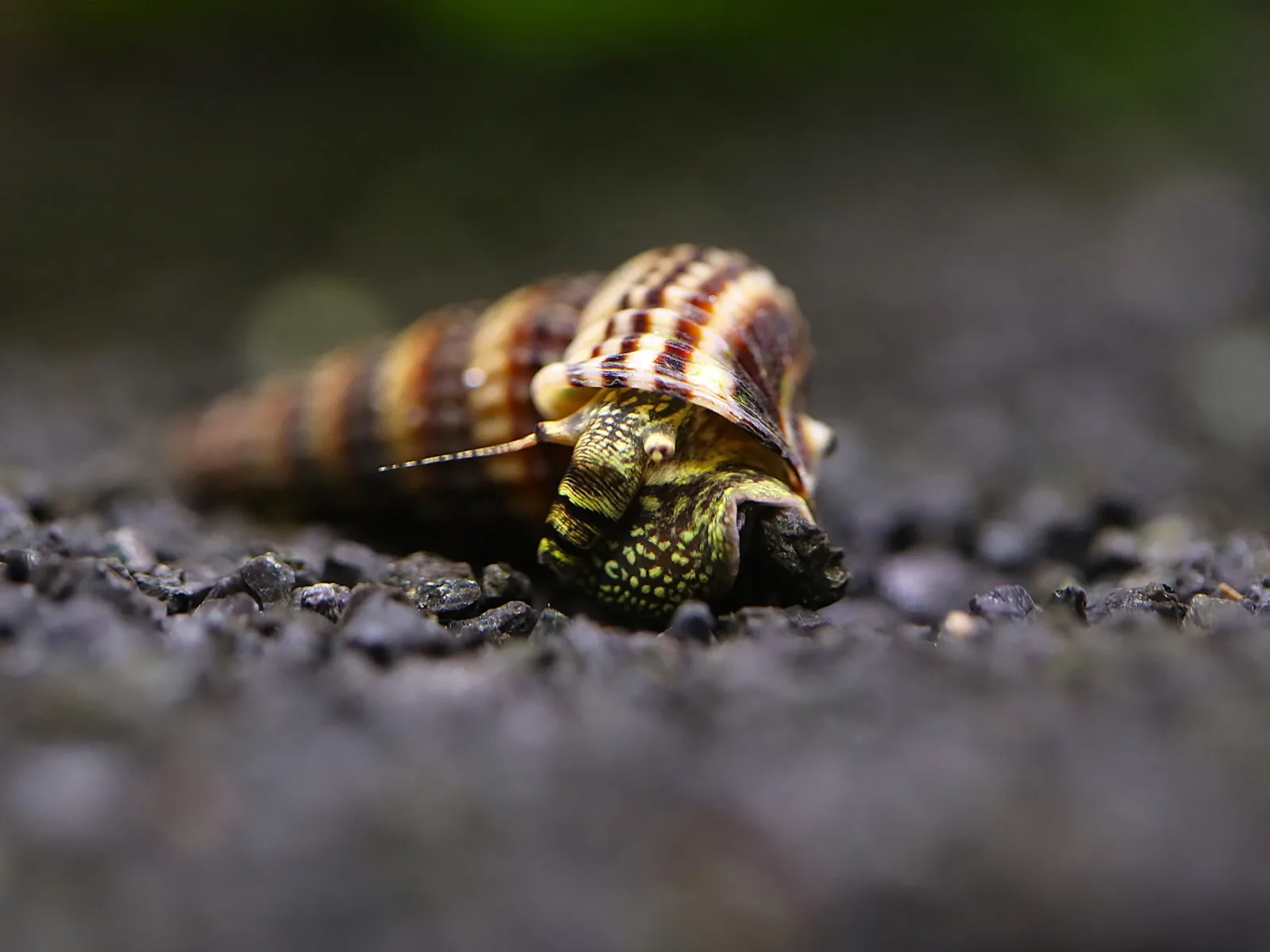 King Rabbit Snail (Cerithidea sp.)