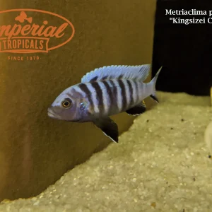 Kingsizei Cichlid