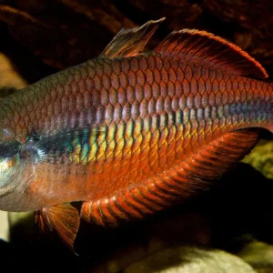 Klasio Creek Rainbowfish