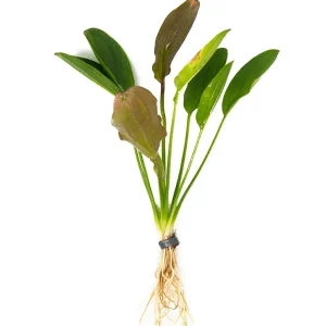 Kleiner Prinz Sword (Echinodorus sp. hybrid)