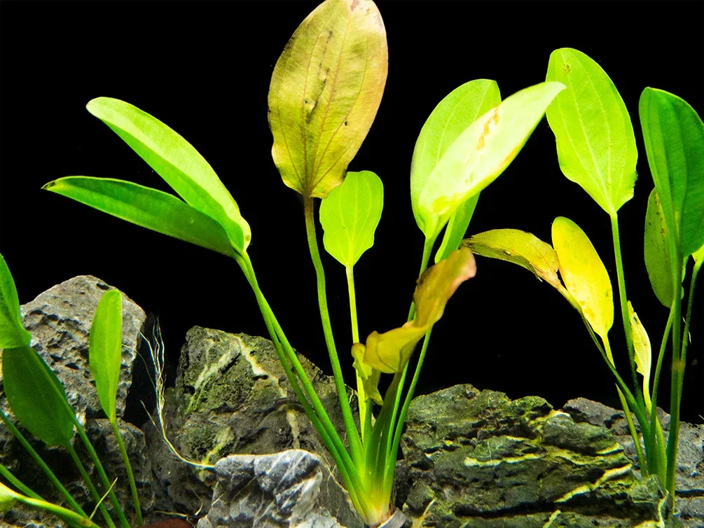 Kleiner Prinz Sword (Echinodorus sp. hybrid) - Image 2